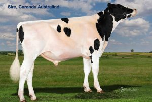 AUSTRADER