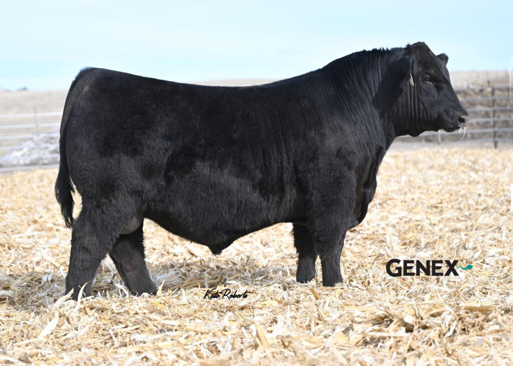 Schiefelbein Top Gun 522 - Product Image