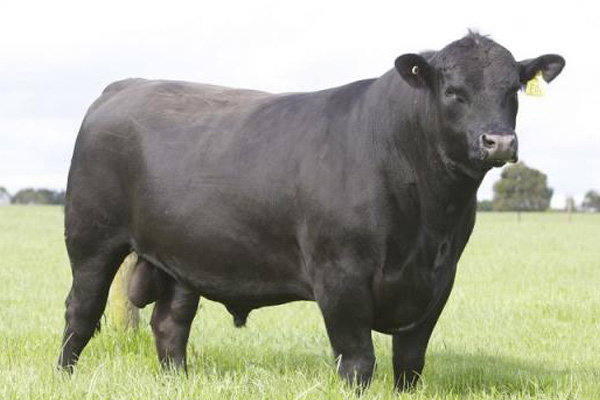 angus sires australia