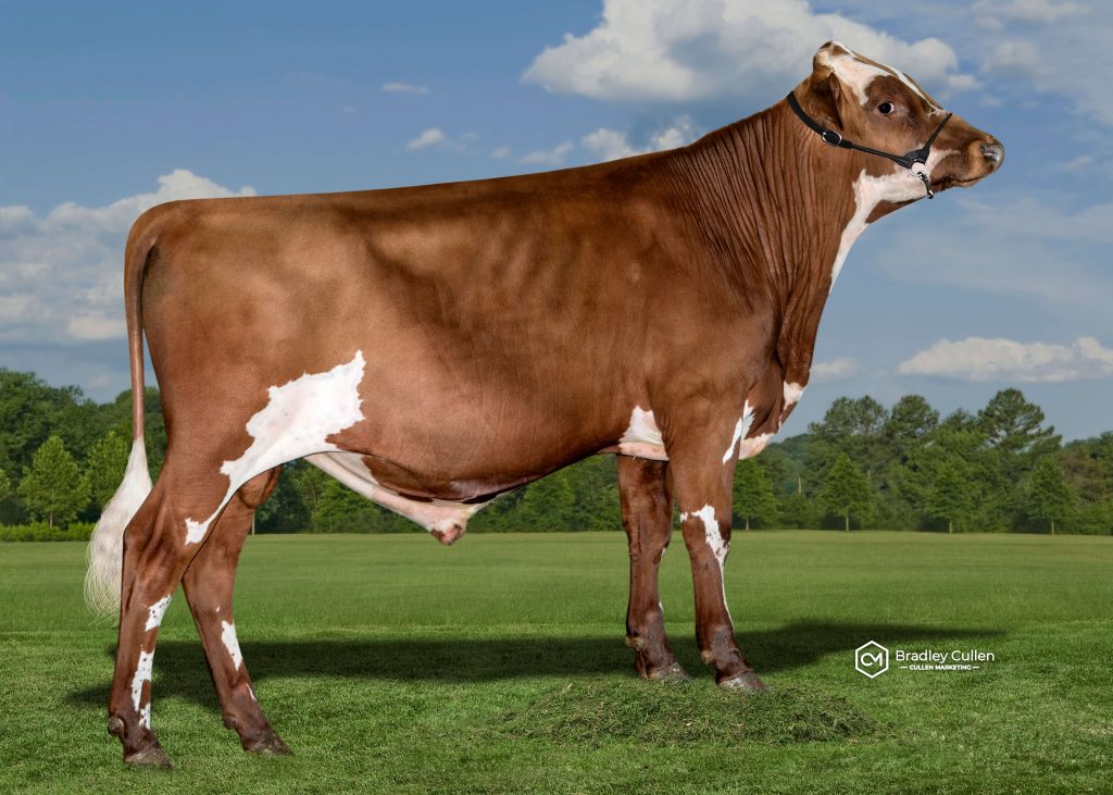 DENNIS - Product Image