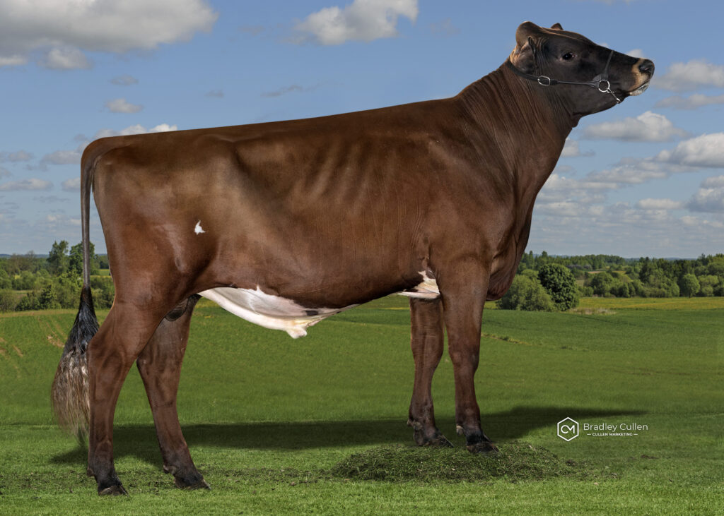 ARBSKEETA - Product Image