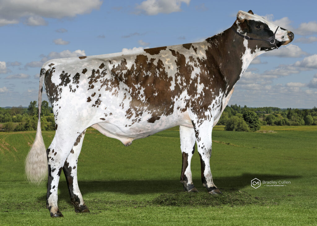 ARBNORMAN - Product Image