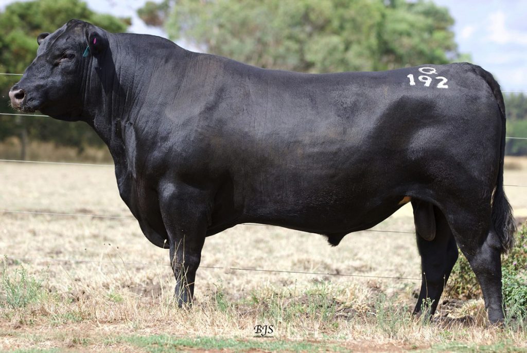 Alpine Main Event Q192 - Product Image