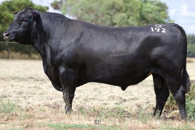 Alpine Main Event Q192