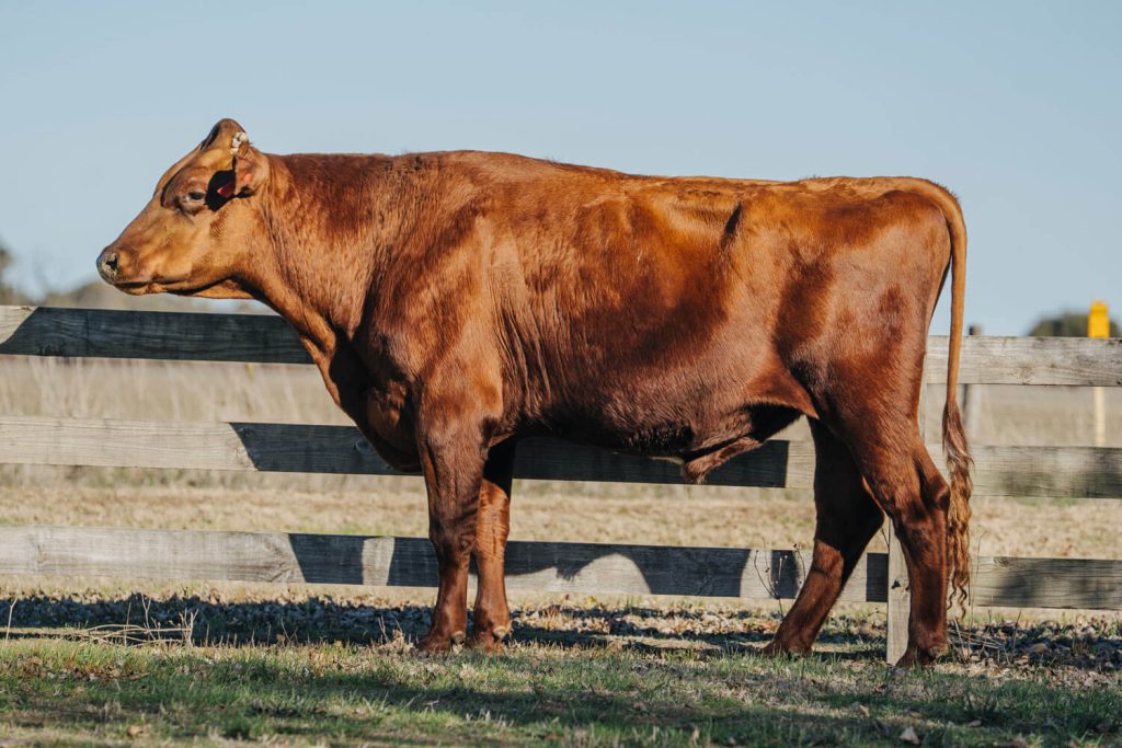 BULLZYE - Product Image