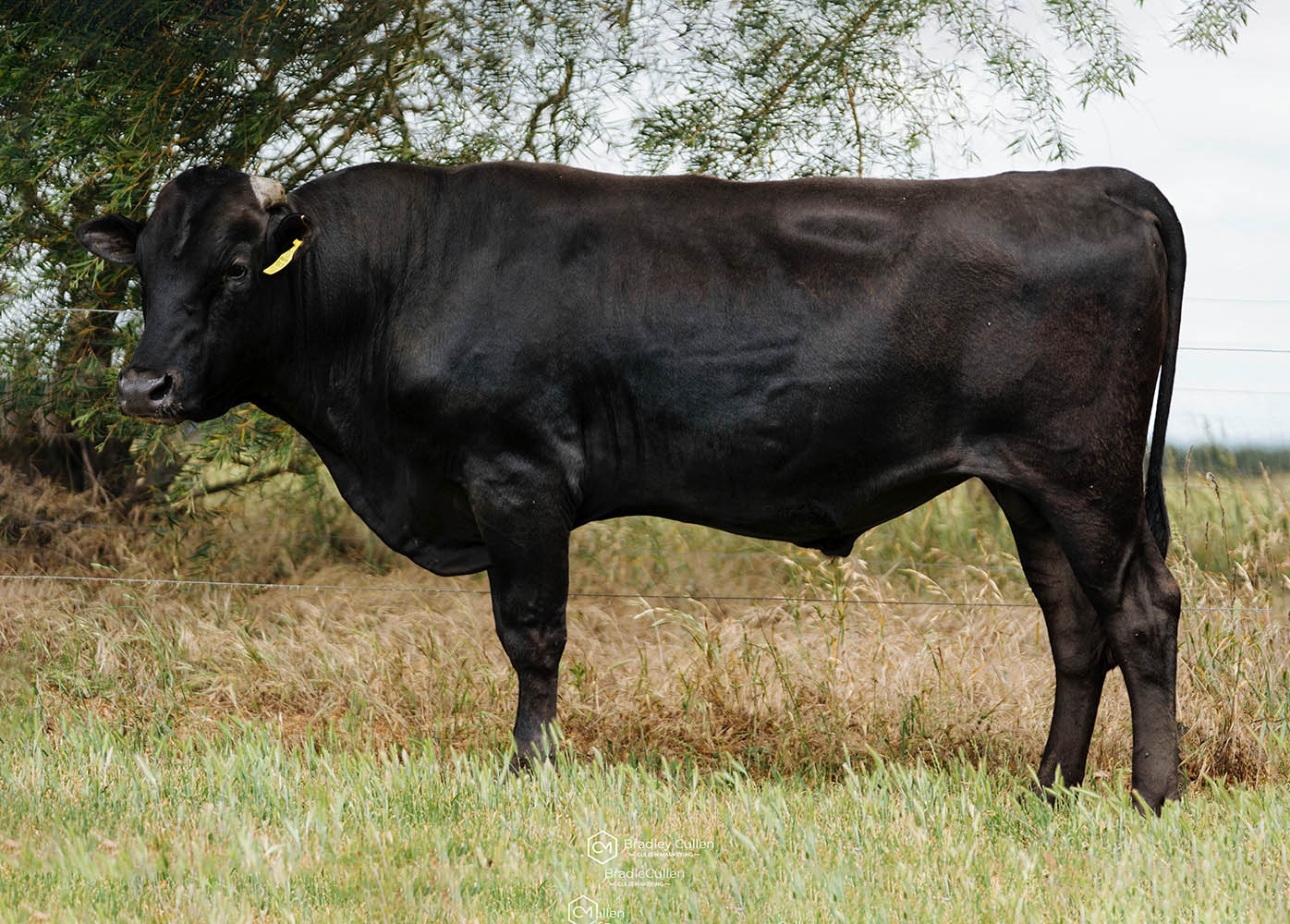 Wagyu
