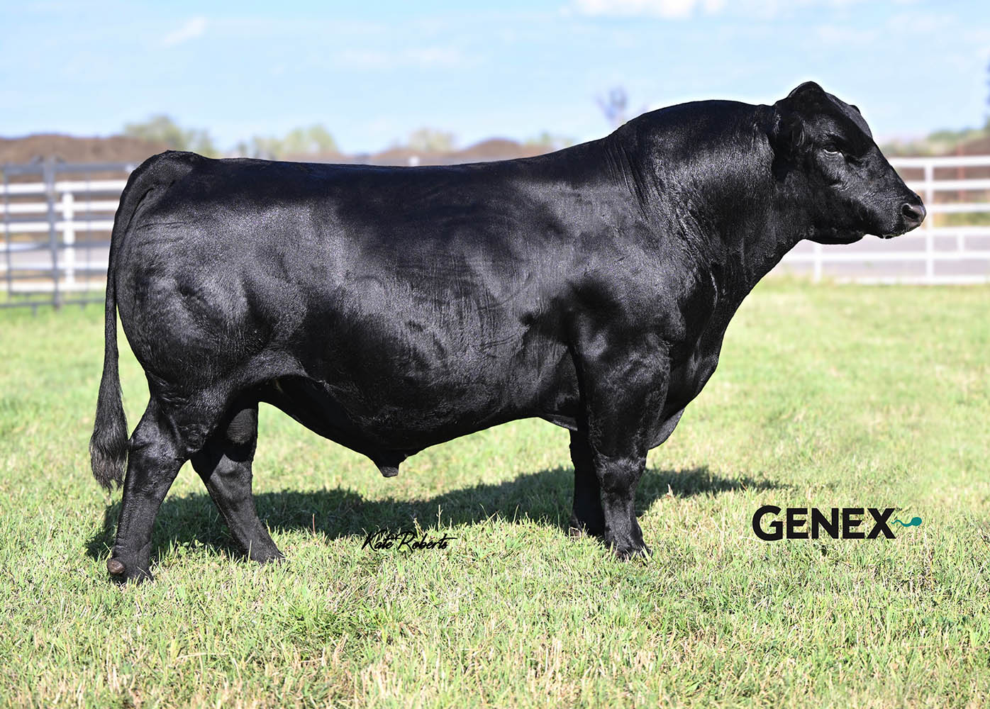 Simmental