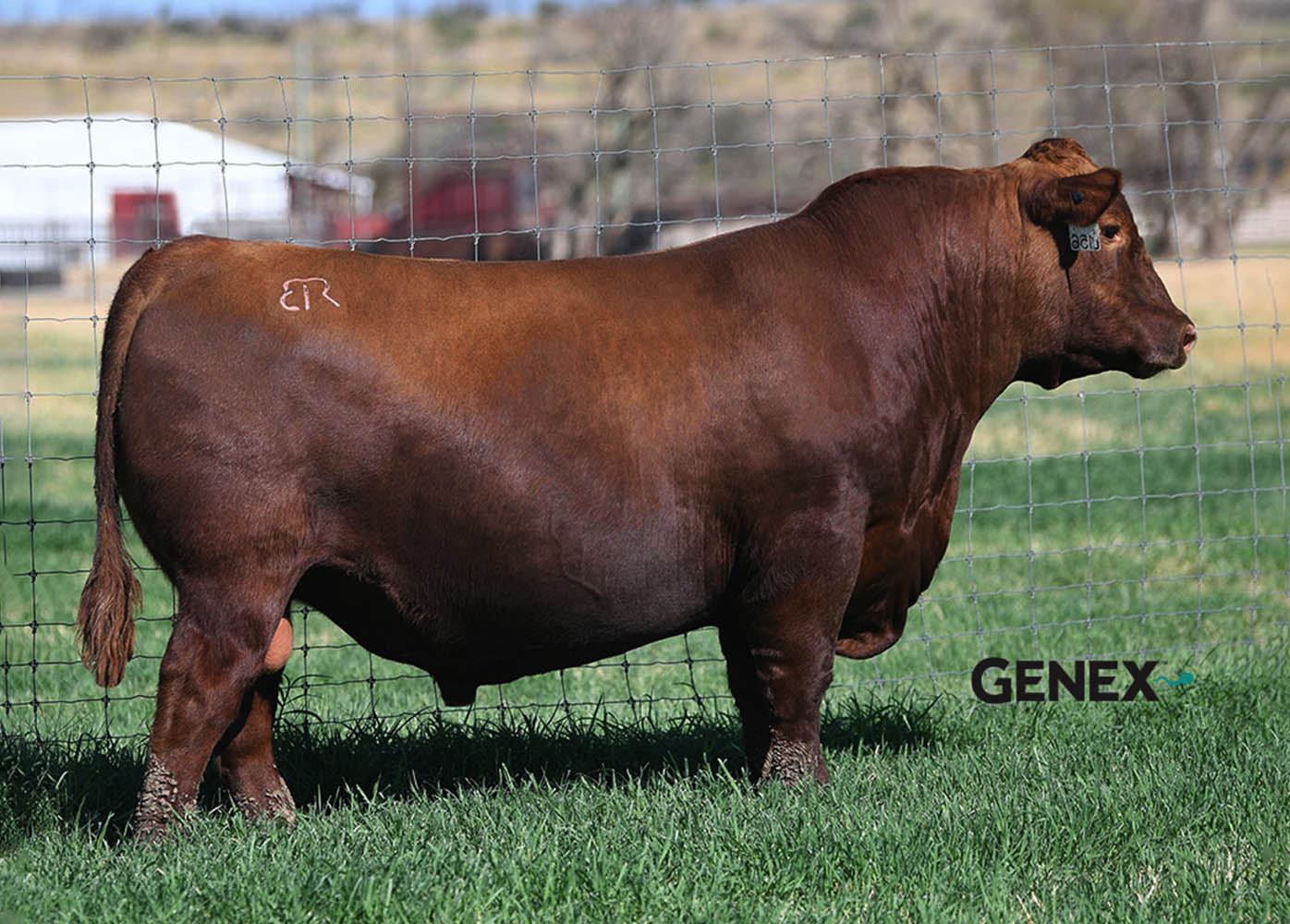 Red Angus
