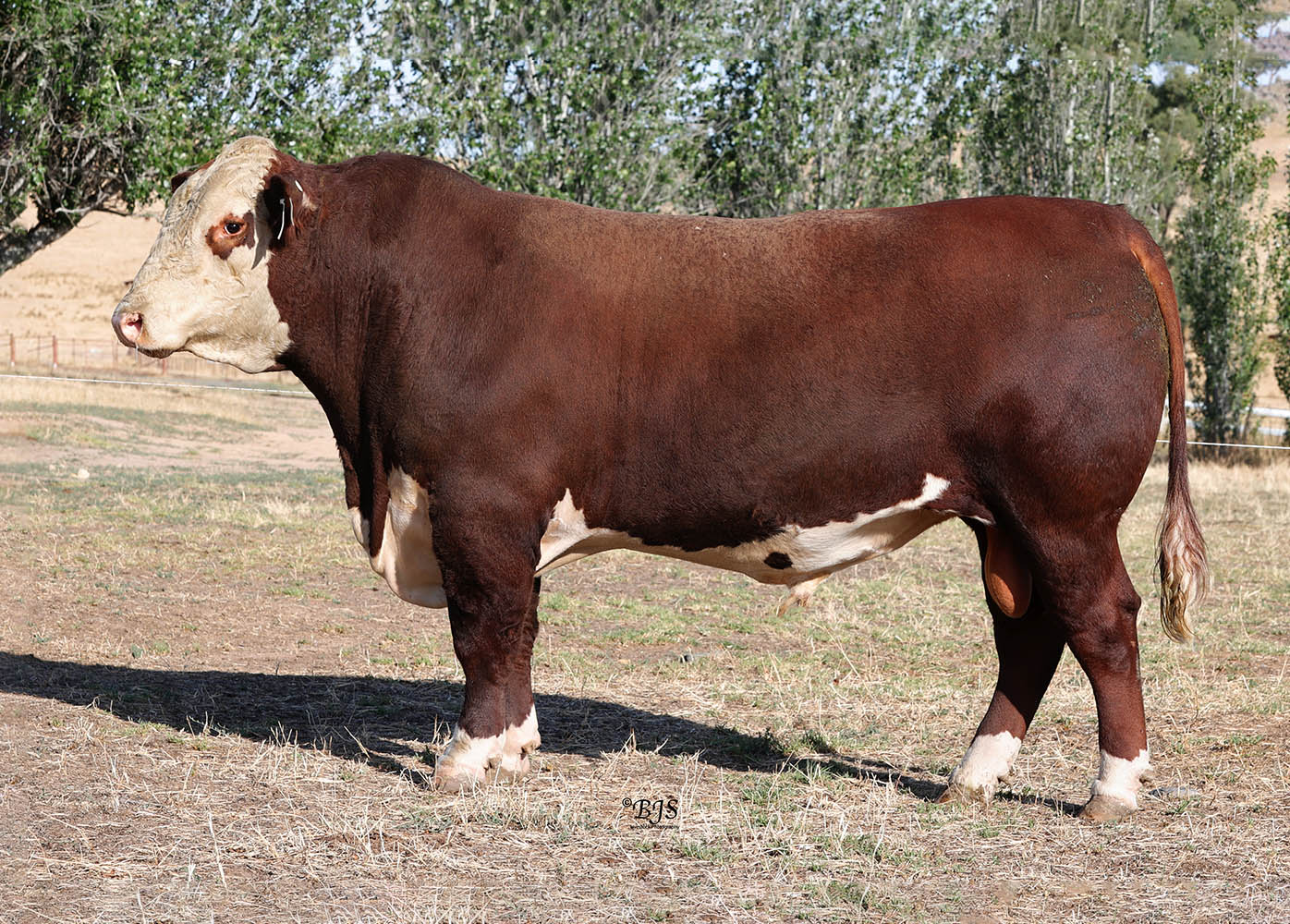Hereford