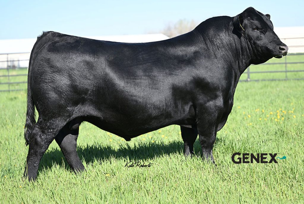 Dandy Acres Skyline - Product Image