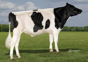 JOBOLT