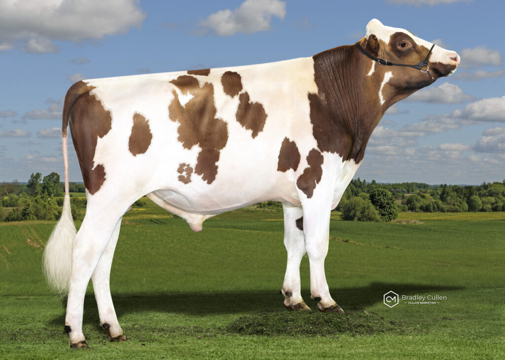 VITTORIA - Product Image