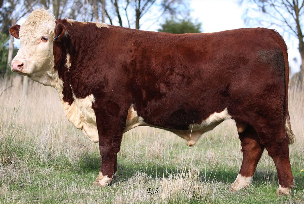 Injemira Fortune M152 Q044 - Product Image