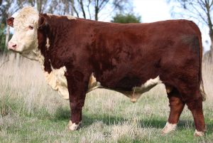 Injemira Fortune M152 Q044
