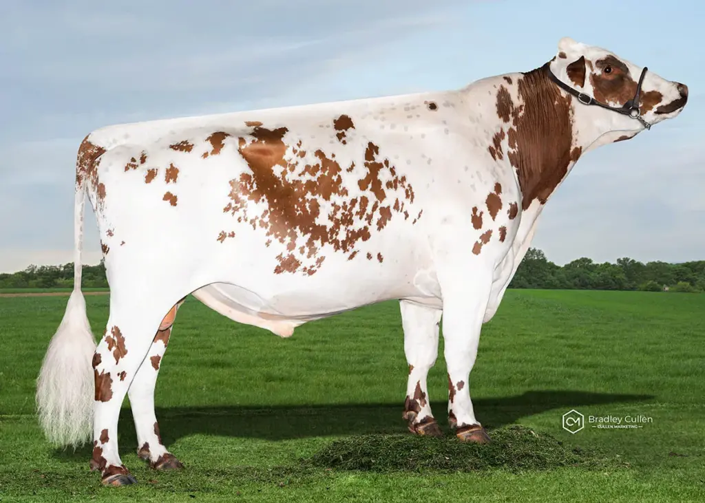 JAZZY - Product Image
