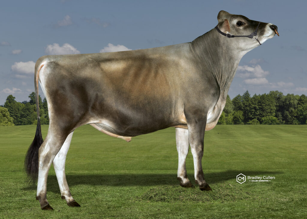 LONGRUN - Product Image