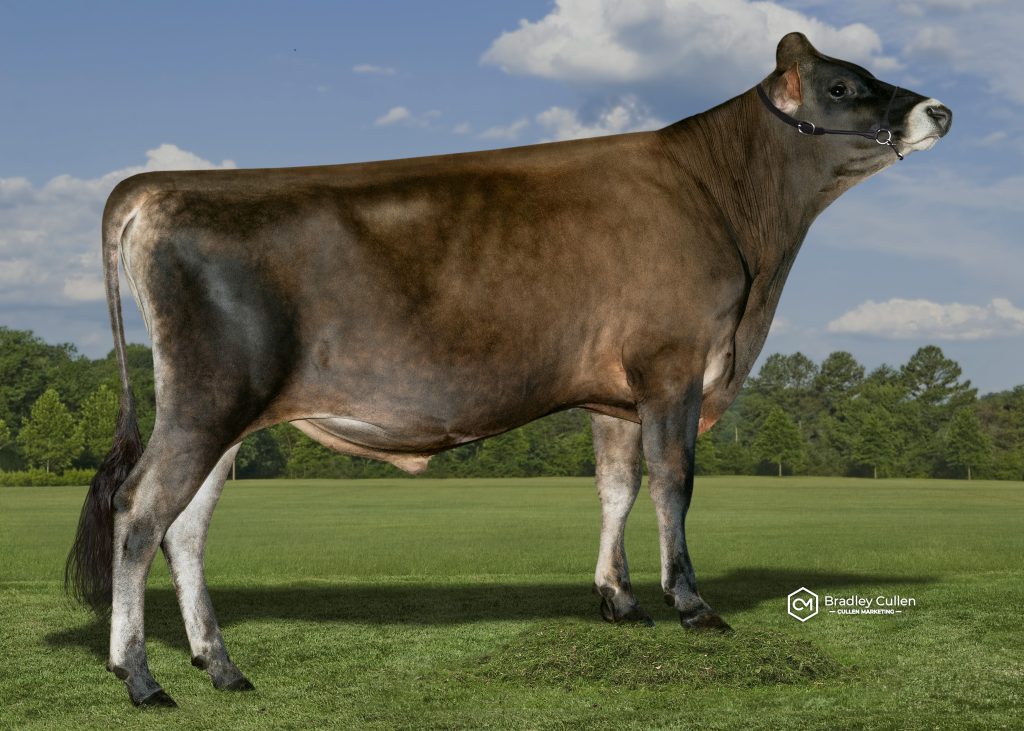 TOWERHILL - Product Image