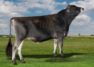 BOSAKHAN