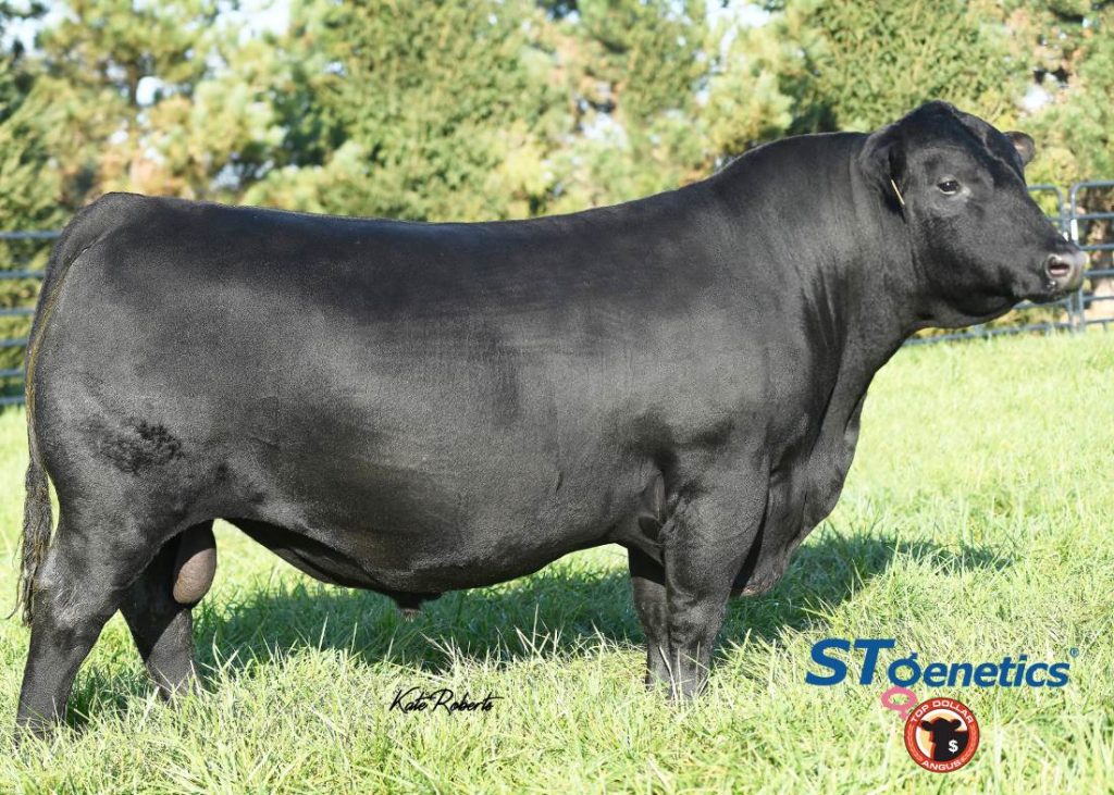 KCF Bennett Exponential - Product Image