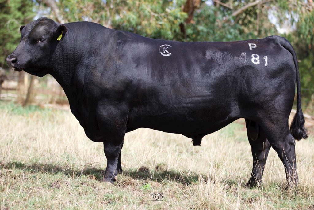 KENNY’S CREEK PINNACLE P481 - Product Image