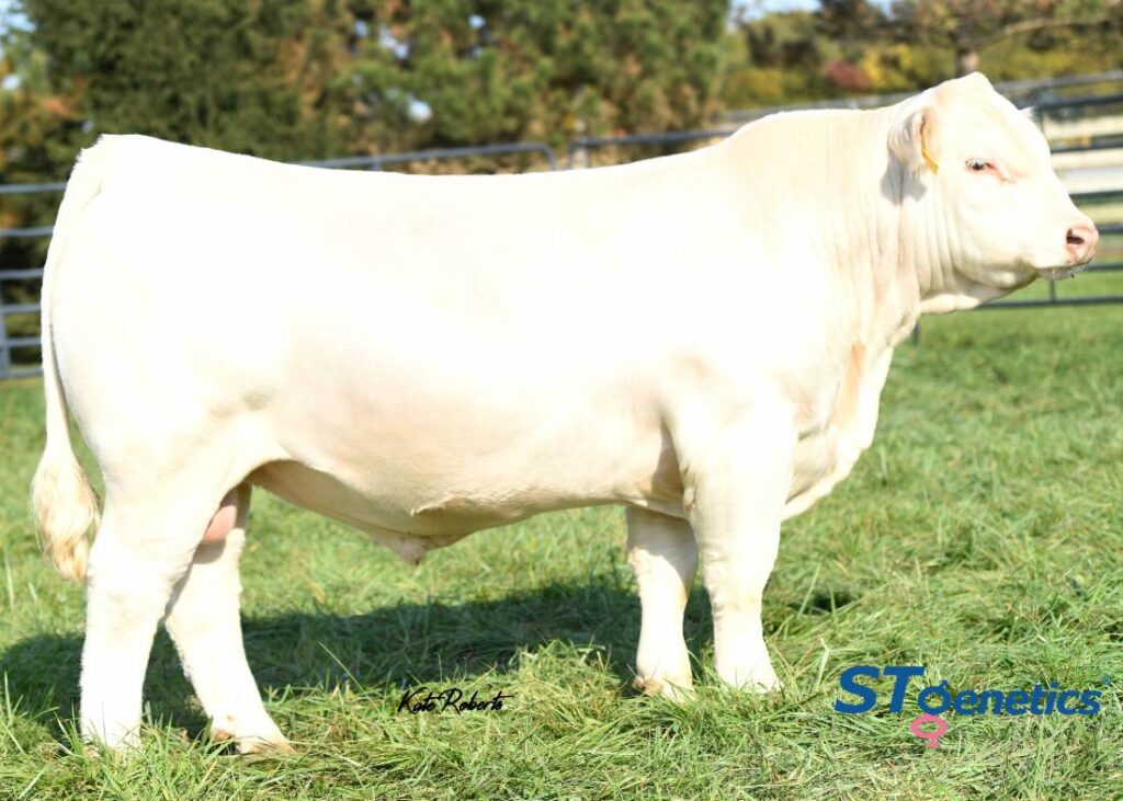 LT COUNTDOWN 9712 PLD (P) - Product Image