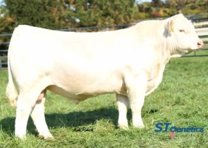 LT COUNTDOWN 9712 PLD (P)