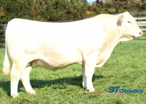 LT LEDGER 9603 PLD (P)