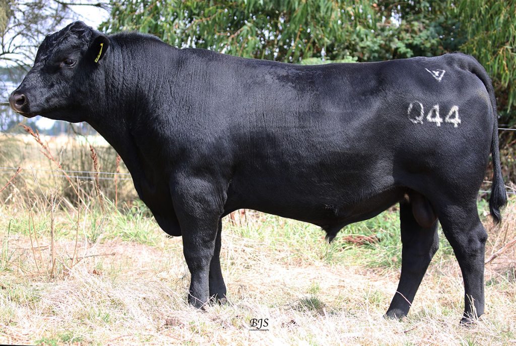 Lawsons Miraculous Q44 - Product Image