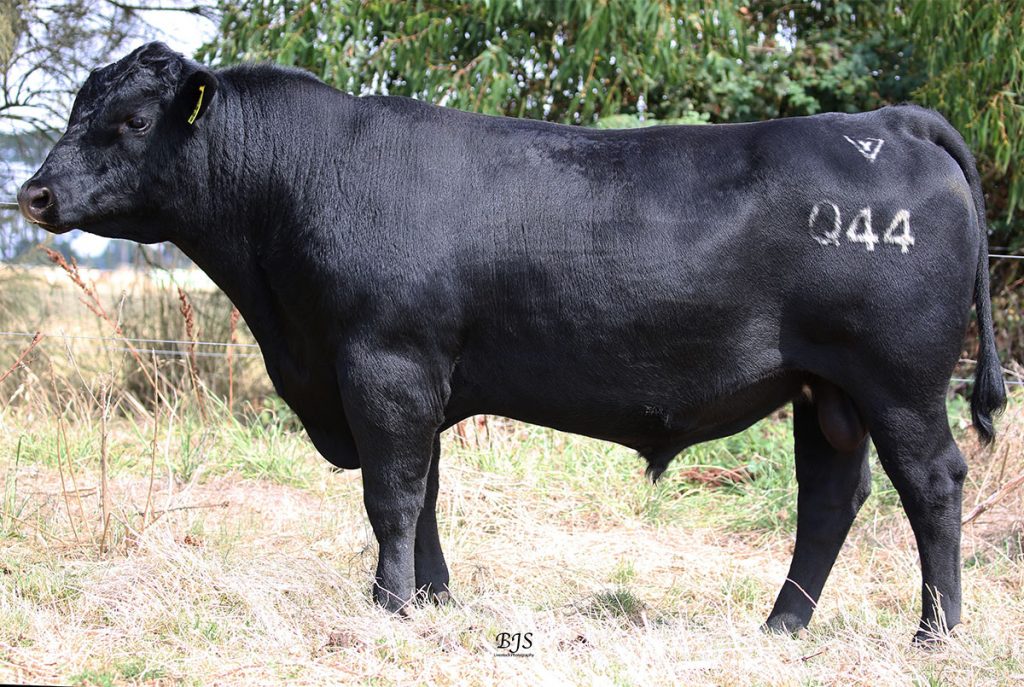 Lawsons Miraculous Q44 - Product Image