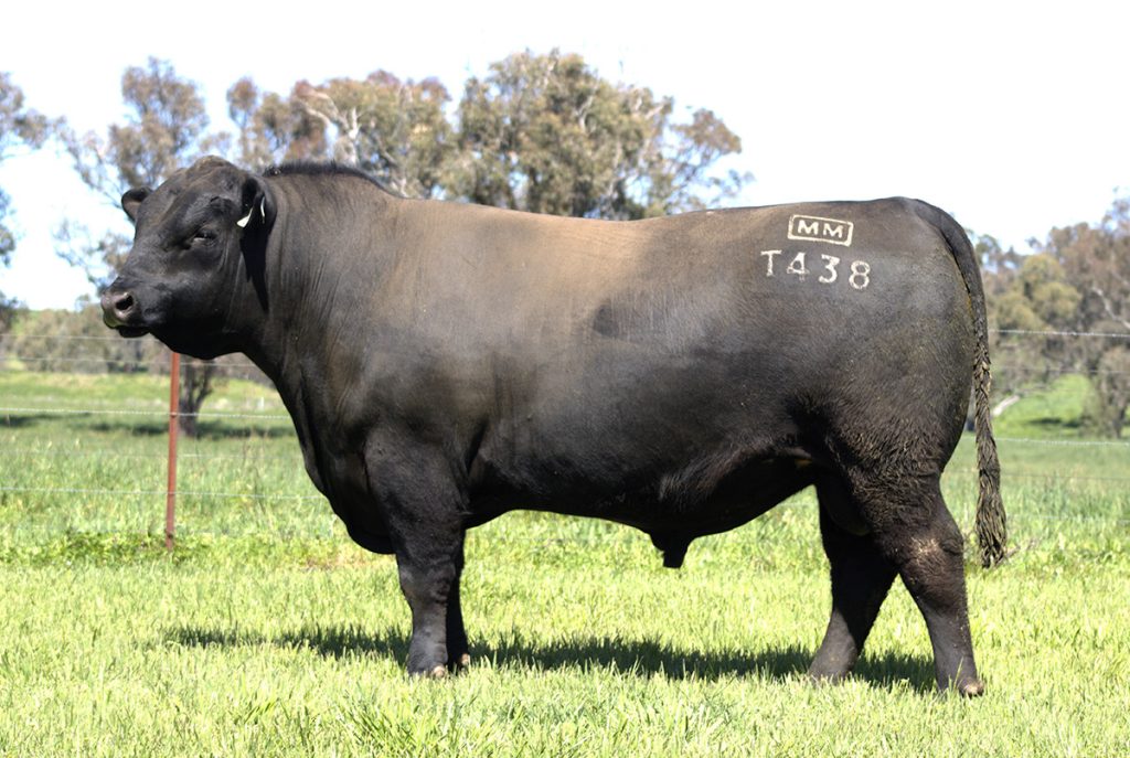 Millah Murrah Tiny Dancer T438 - Product Image