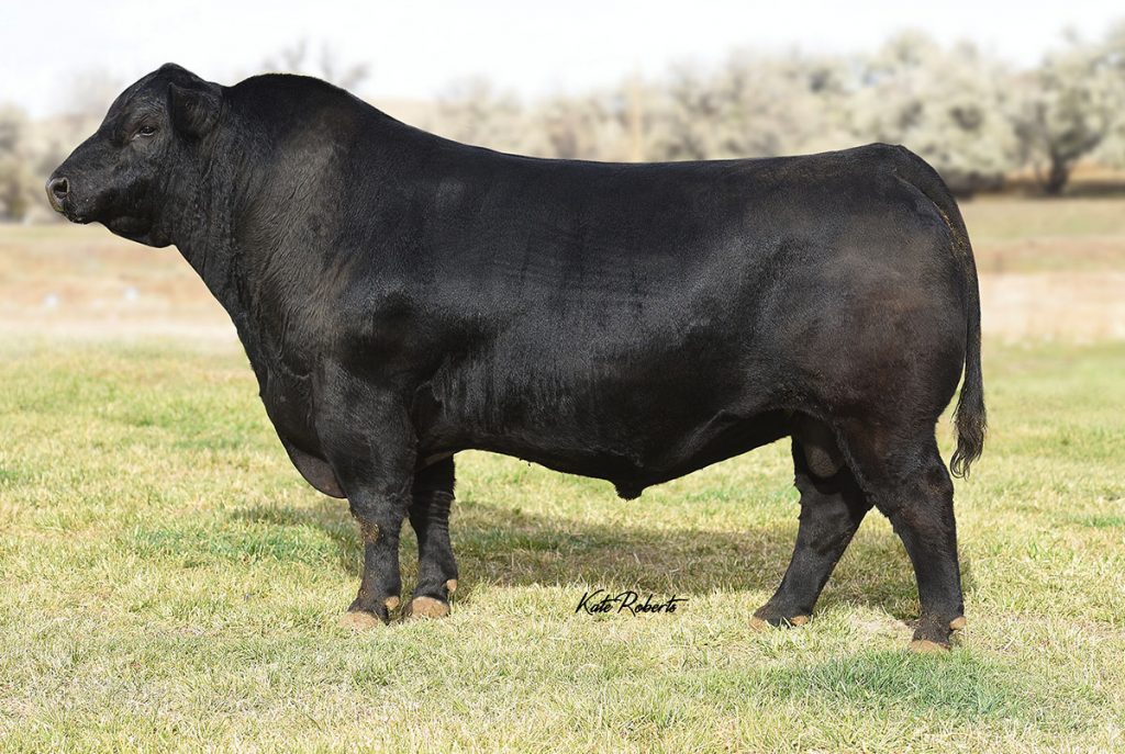 MUSGRAVE 316 EXCLUSIVE - Product Image