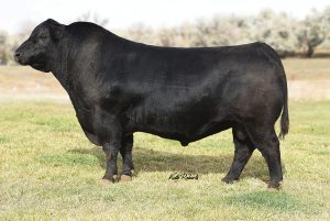 MUSGRAVE 316 EXCLUSIVE