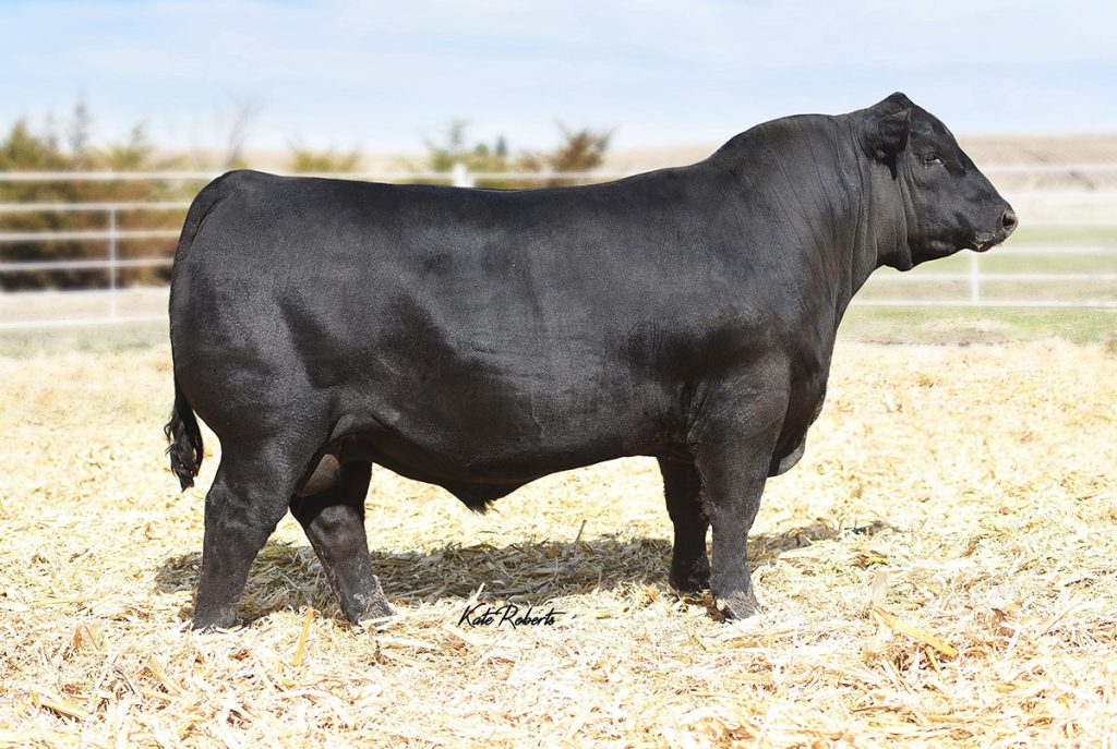 MUSGRAVE CRACKERJACK - Product Image