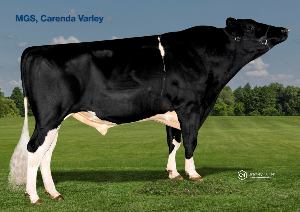 OLIVERTWIST - Product Image