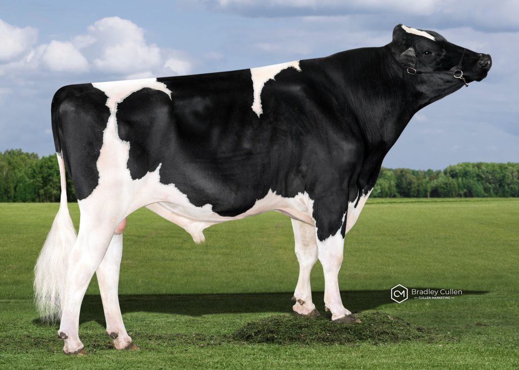 PEMBERTON - Product Image