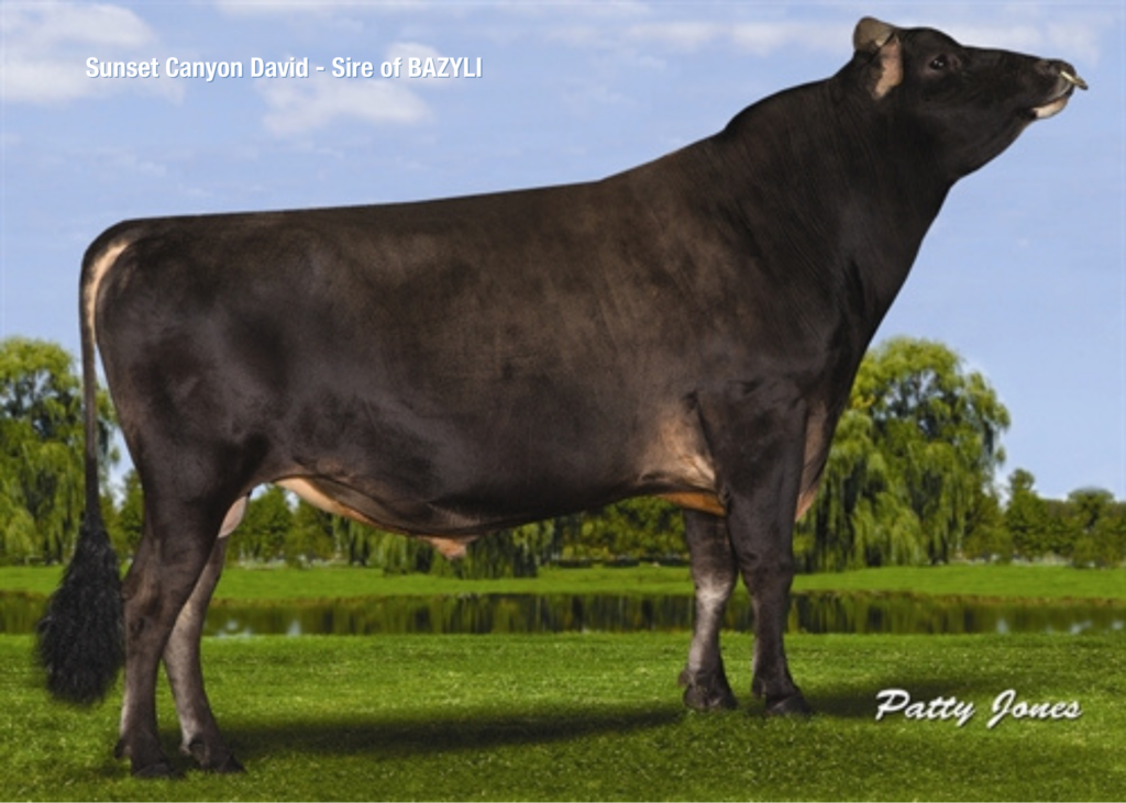 BAZYLI - Product Image