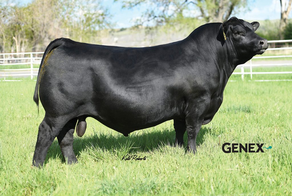 S Architect 9501 - Product Image