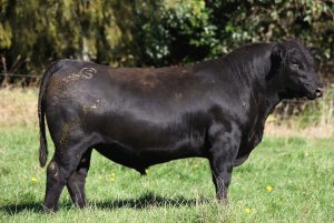 STORTH OAKS FULLY LOADED P23