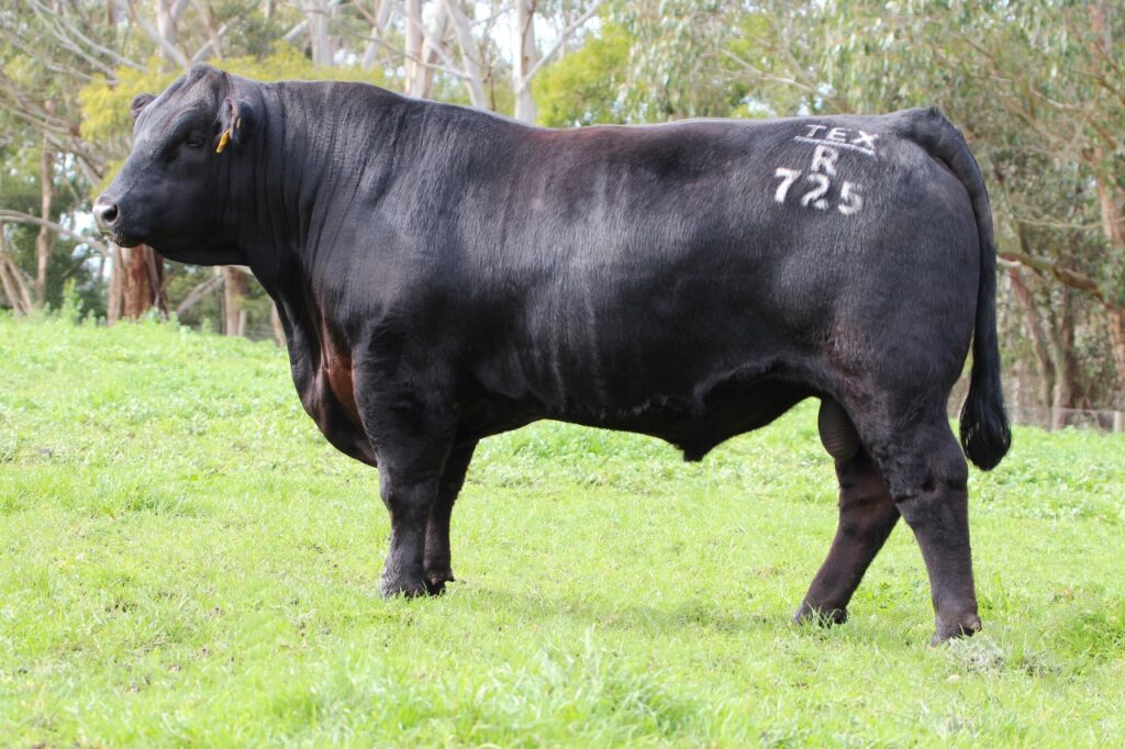 Texas Iceman R725 - Product Image