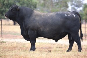 TOPBOS LEADING EDGE L292