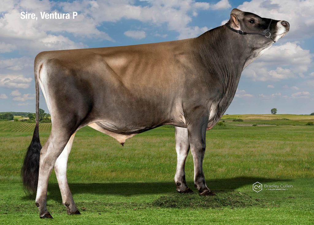 BRANXTON - Product Image