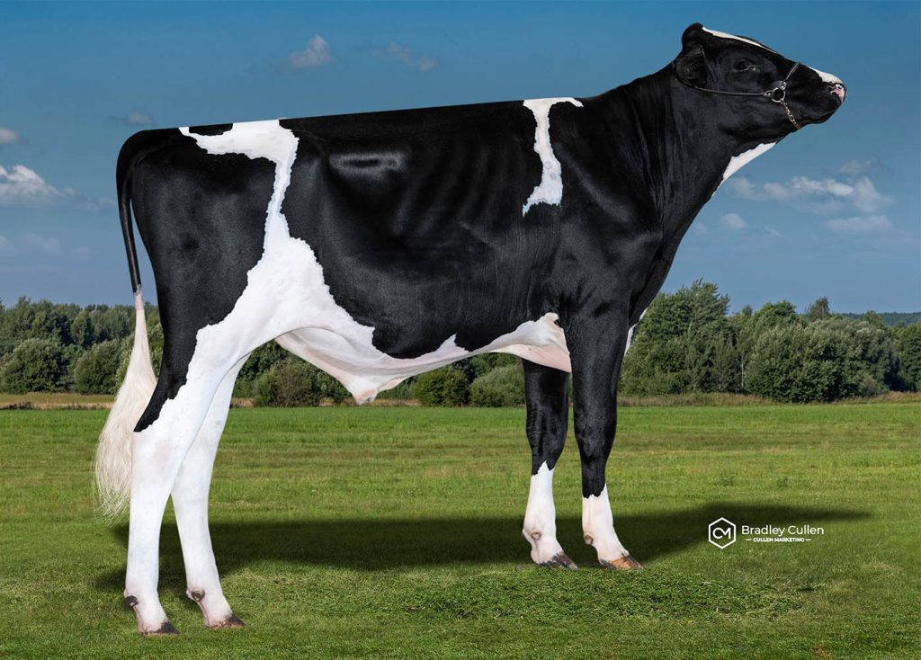 LOWMAN - Product Image