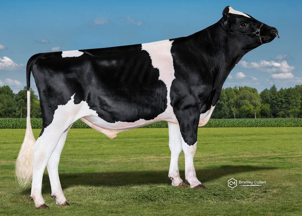 CONRAD - Product Image