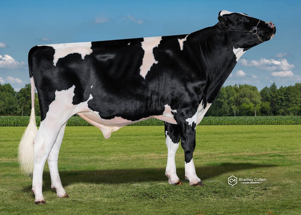 AUSTEN - Product Image