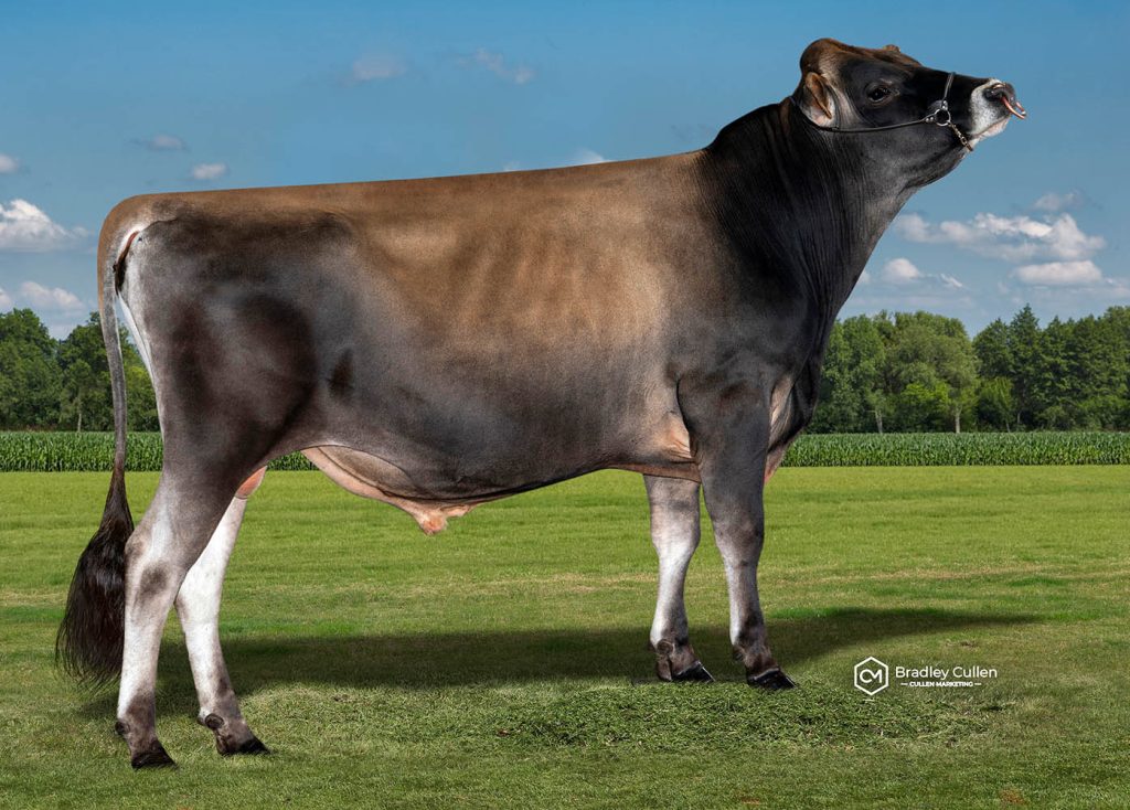GT - Product Image