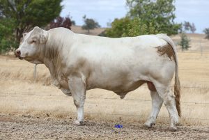 VENTURON THE STIG T42 (AI) (P)