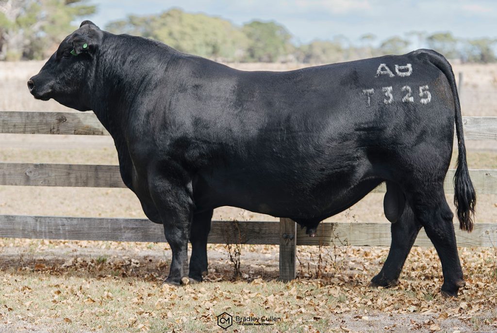 Allendale True Blue T325 - Product Image