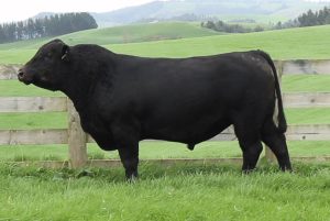 Storth Oaks Saviour S104