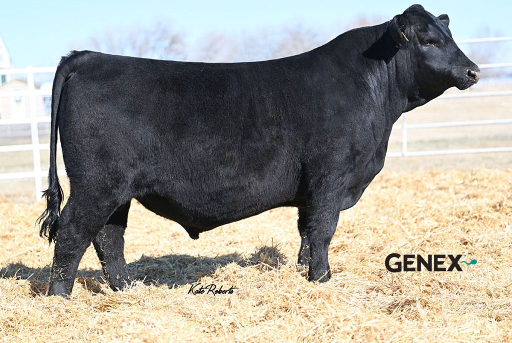 Peak Draft Pick - Product Image