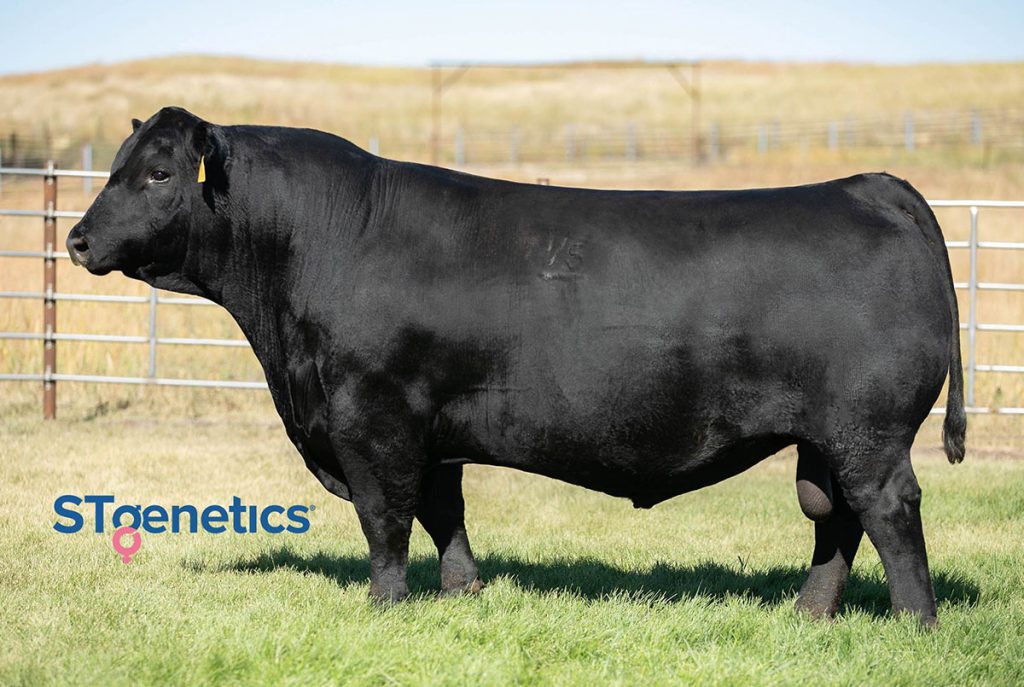 Hoffman Thedford - Product Image